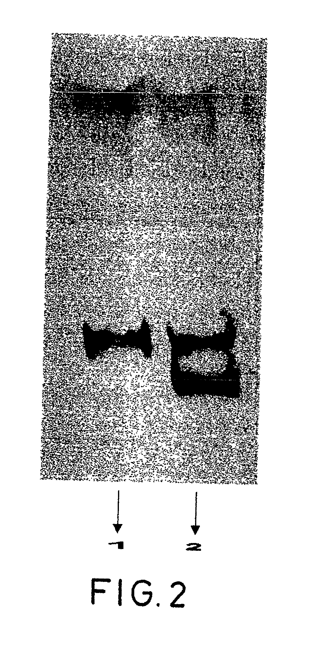 Proteinic product, process for its preparation, compositions containing it and use in medicaments