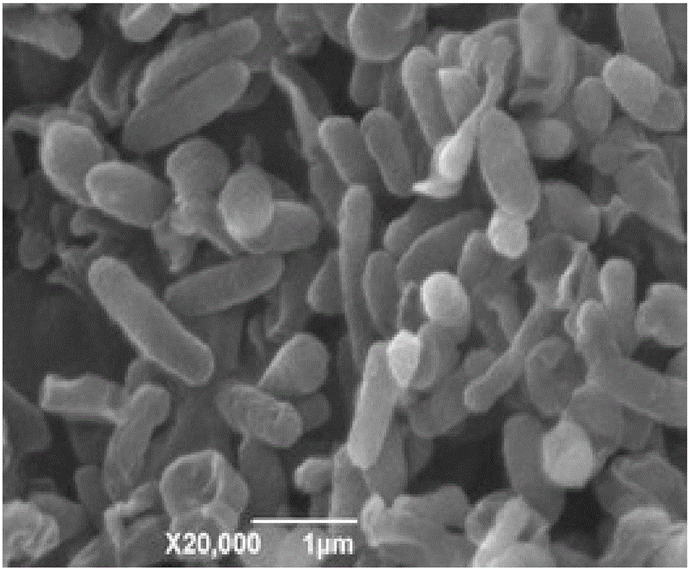 Nitrobacter winogradsky and nitrobacteria-denitrifying bacteria complex microbial inoculants, production method and application