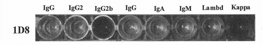 Monoclonal antibody resisting anaplasma marginale MSP5 protein and application thereof