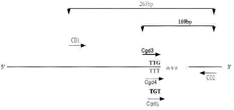 Anopheles sinensis drug resistance AS-PCR (Polymerase Chain Reaction) detection kit and special primers thereof