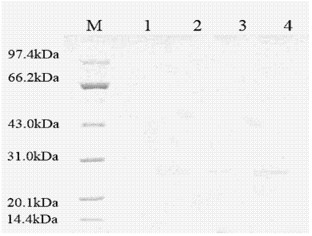 Functional peptides and their uses