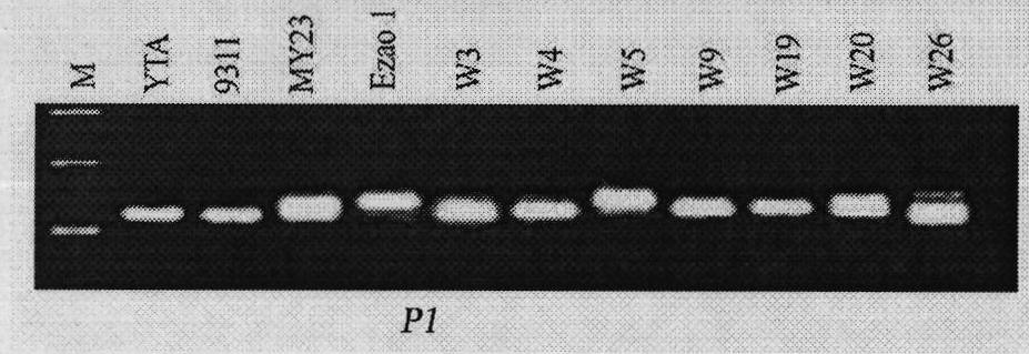 Method for screening novel restoring gene for HL cytoplasm male sterile rice