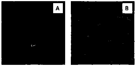 Aureobasidium pullulans and method for fermenting to produce pulullan thereof