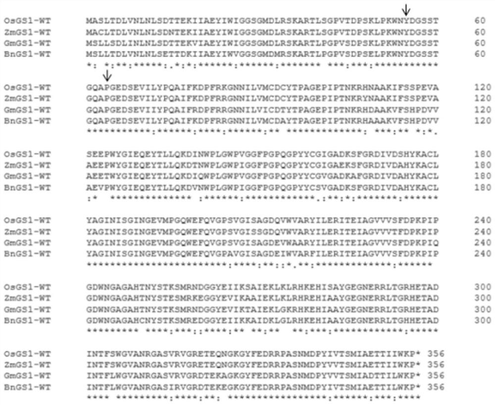 Method for obtaining protein with glufosinate-ammonium resistance and glutamine synthetase mutant