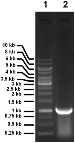 Endoxylanase and application thereof in xylose production