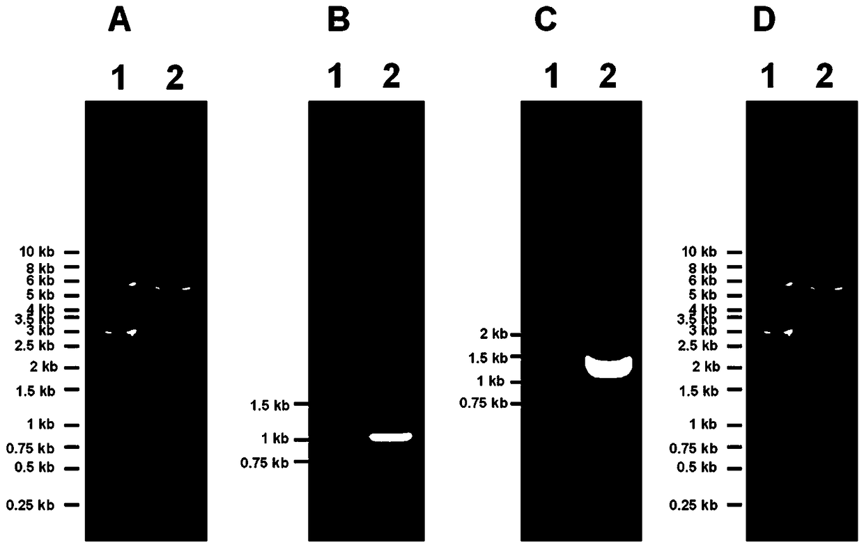 Endoxylanase and application thereof in xylose production