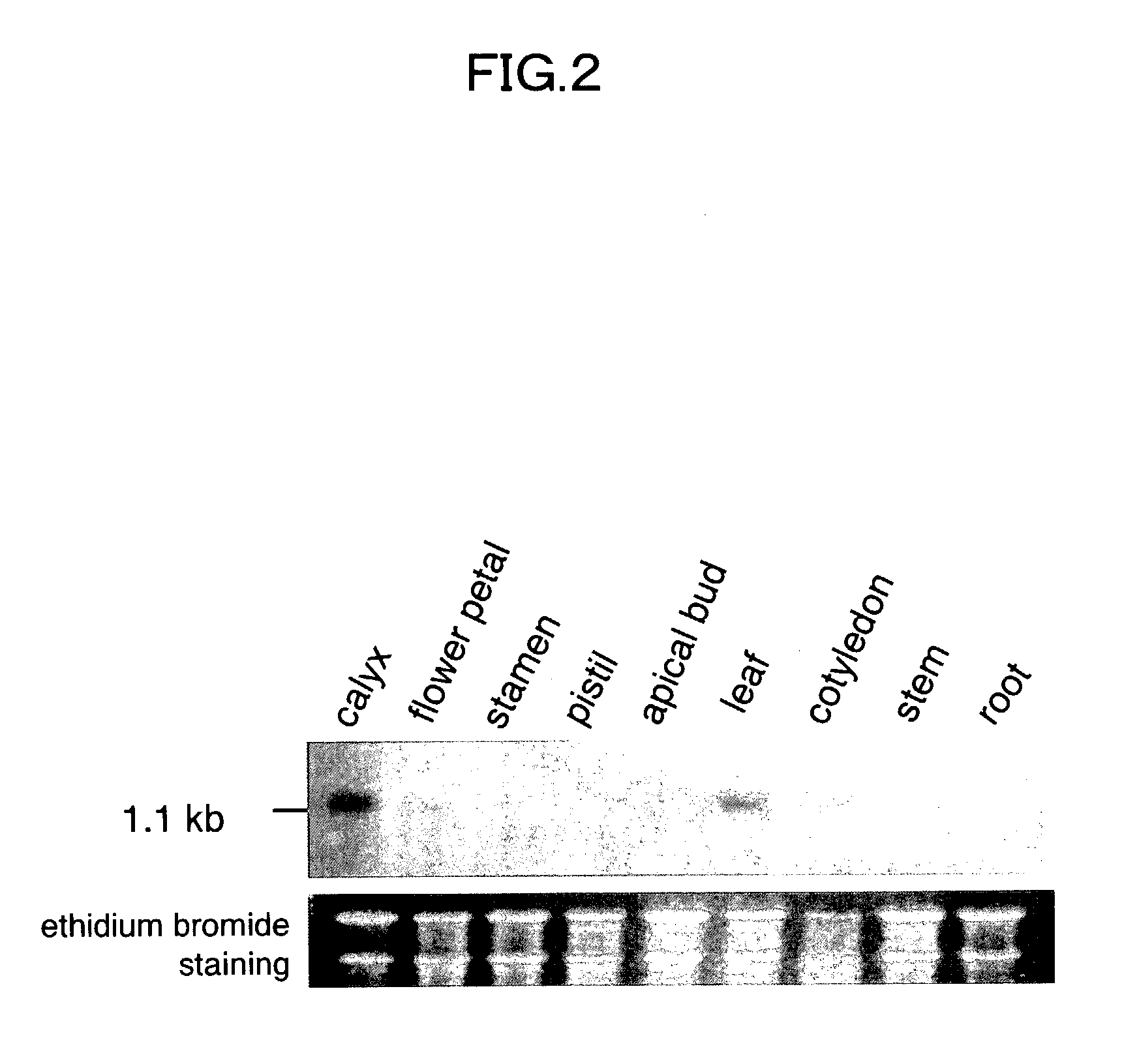 Flower-bud formation suppressor gene and early flowering plant