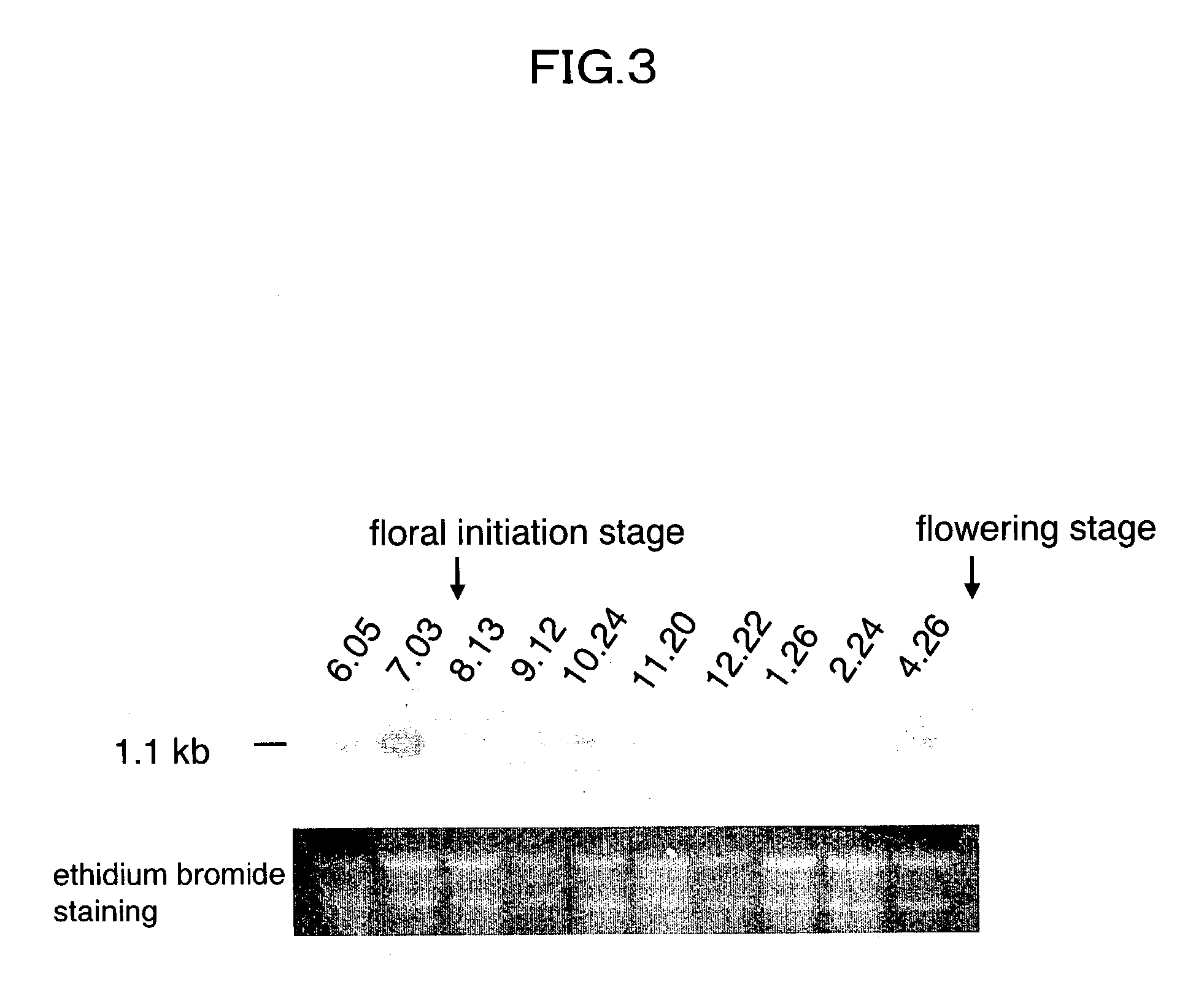 Flower-bud formation suppressor gene and early flowering plant