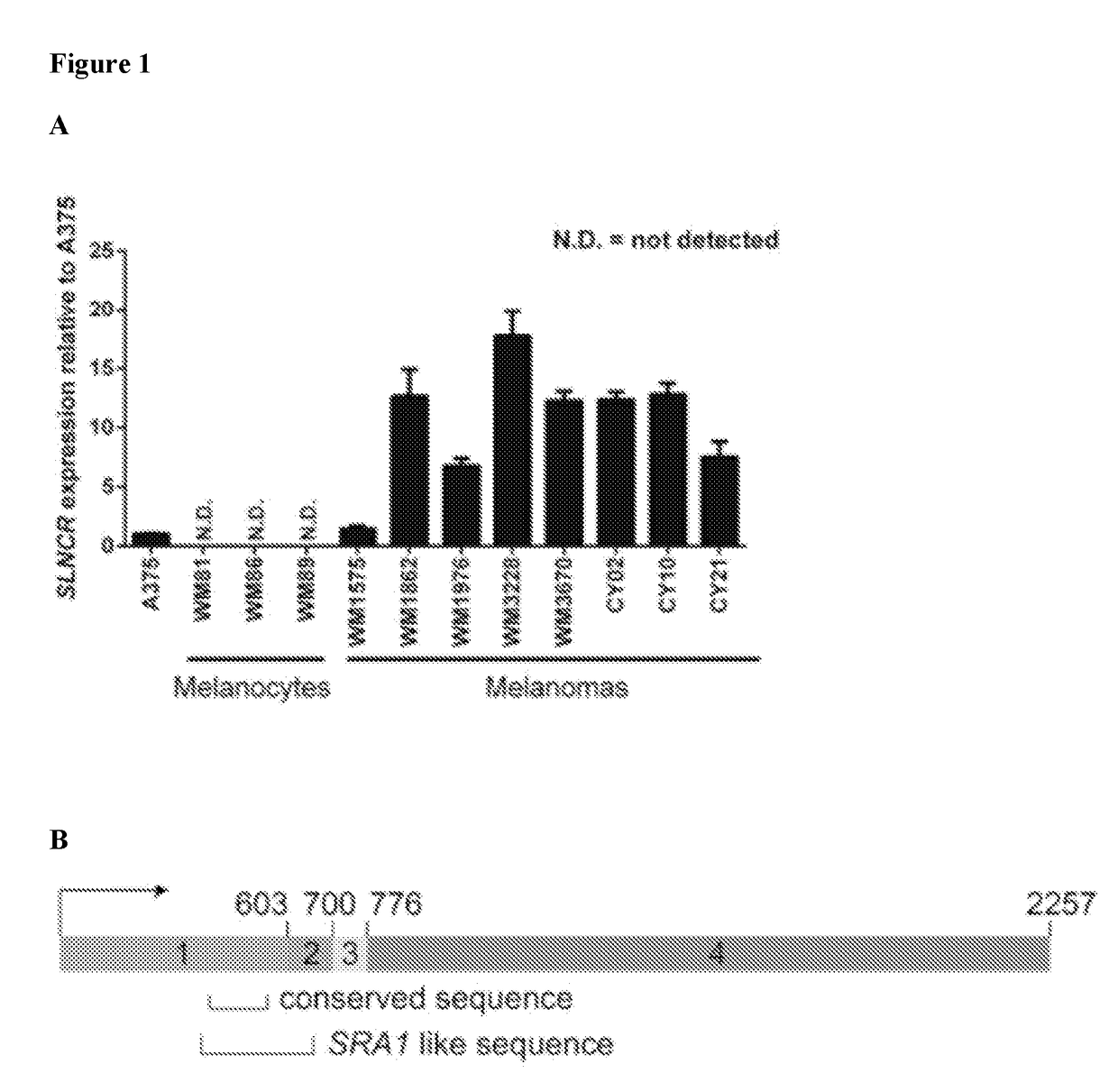 Compositions and methods for identification, assessment, prevention, and treatment of cancer using slncr isoforms