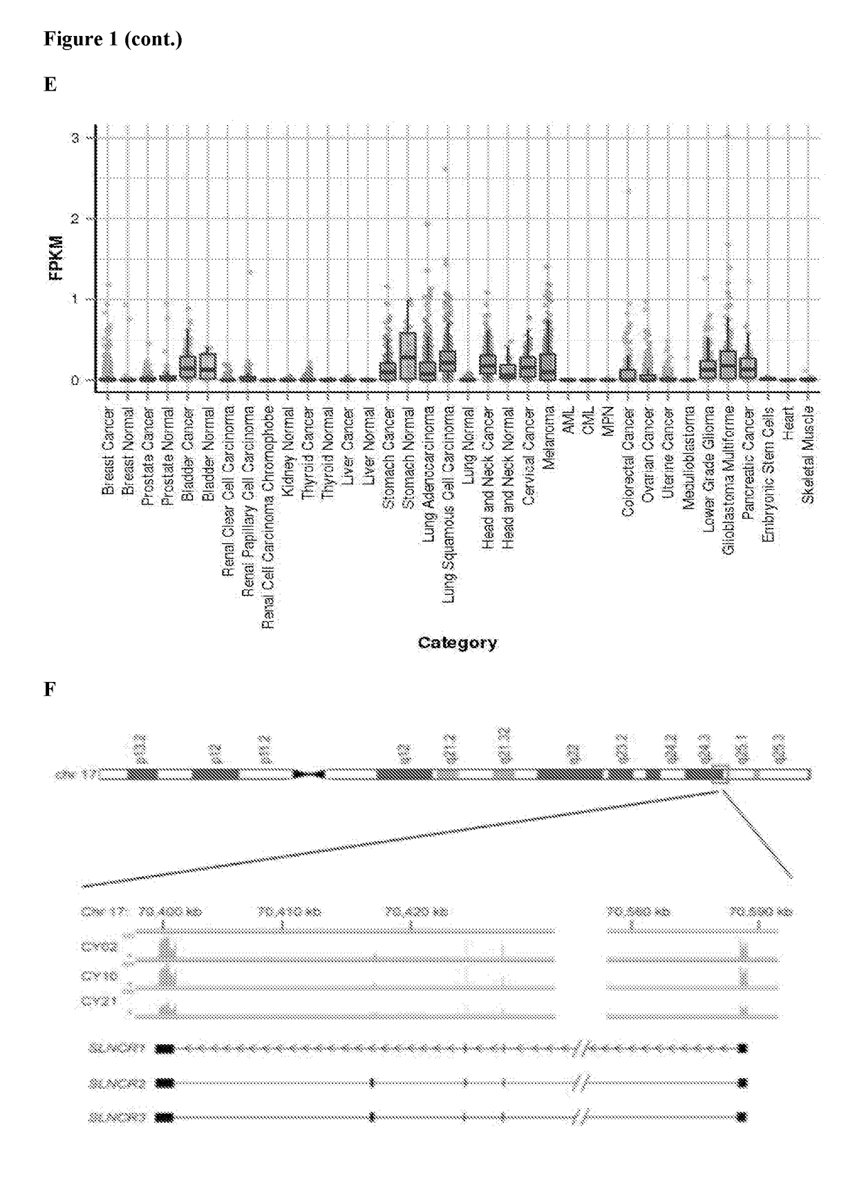 Compositions and methods for identification, assessment, prevention, and treatment of cancer using slncr isoforms