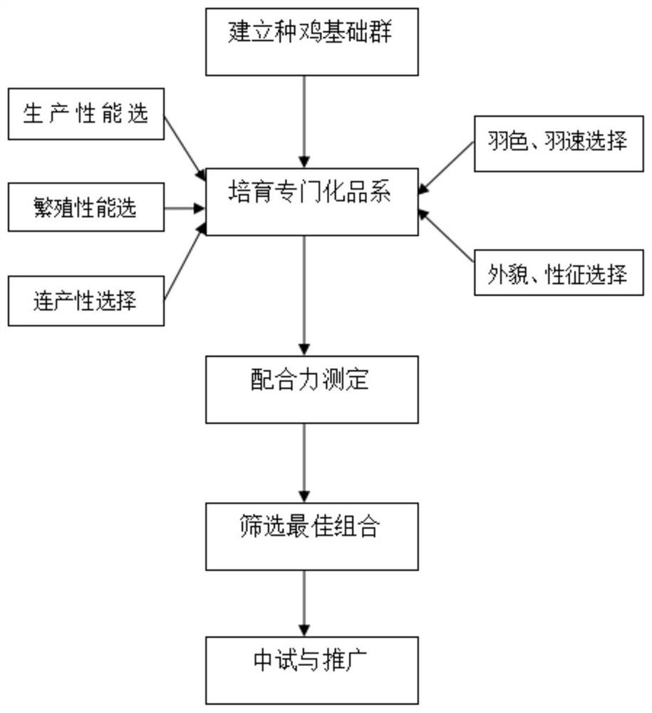 A seed production method for high-yield and grain-saving laying hens