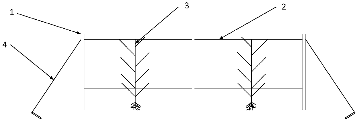 A labor-saving single-plant plastic cultivation method of raspberry palmate