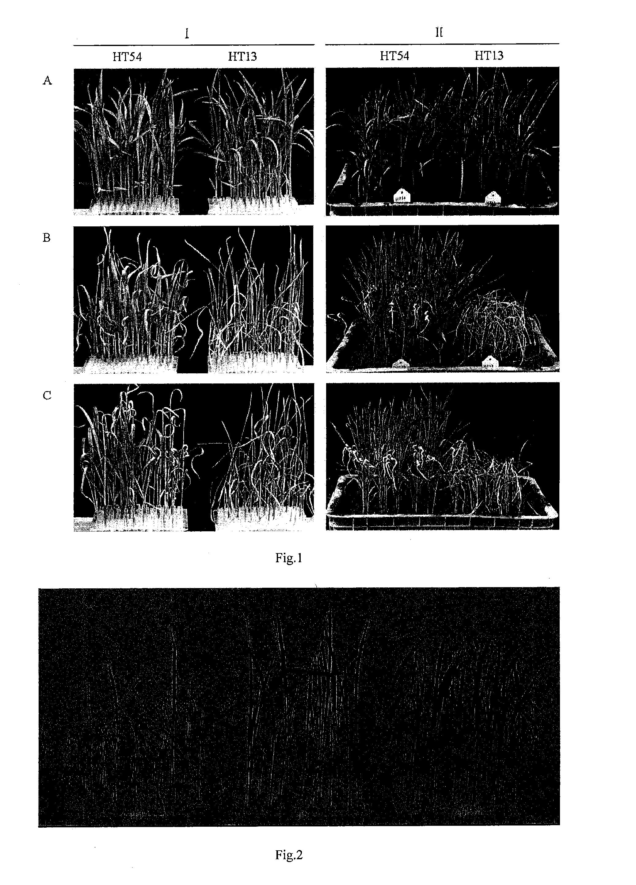 Heat-resistance rice gene oszfp, screening marker and separation method thereof