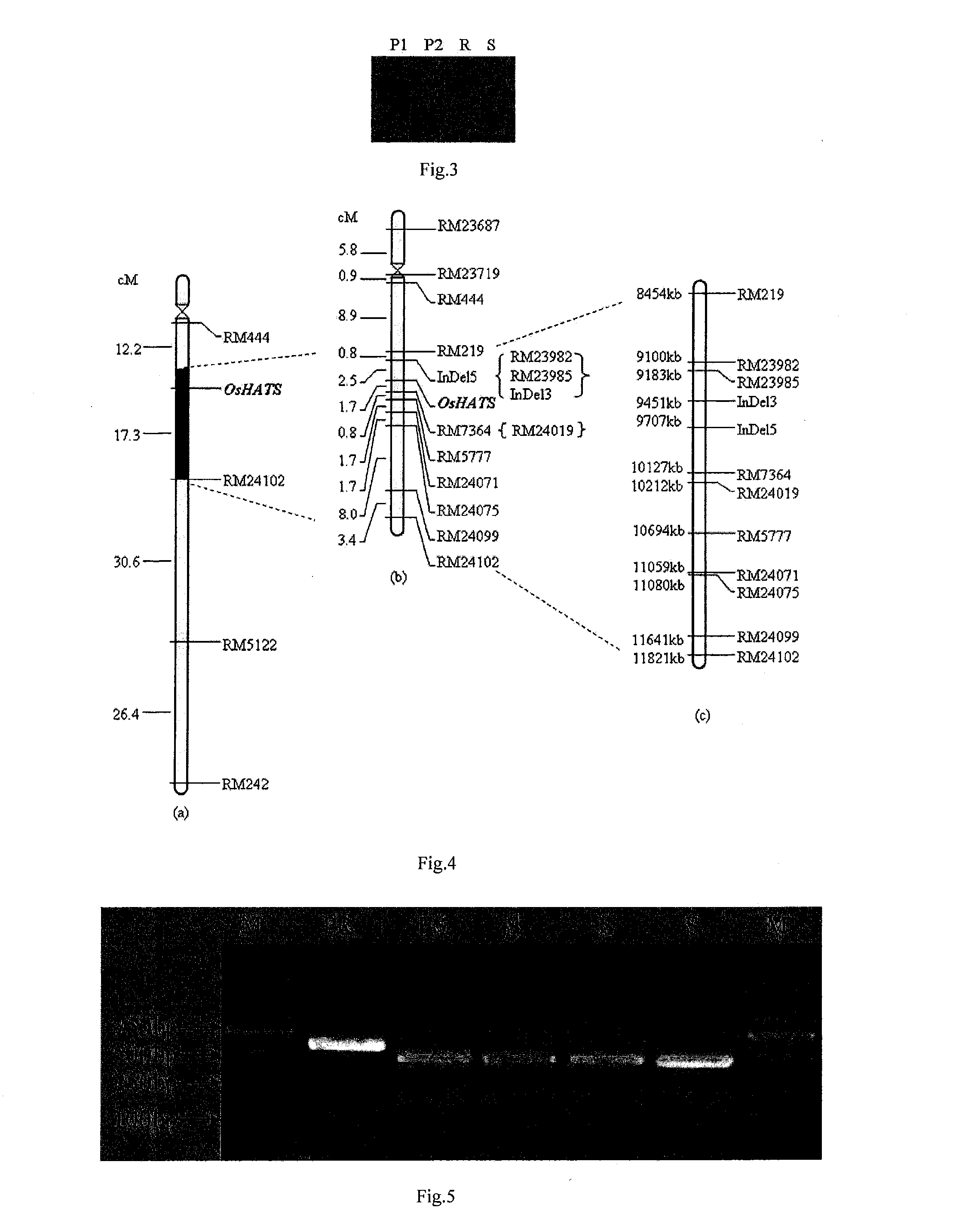 Heat-resistance rice gene oszfp, screening marker and separation method thereof