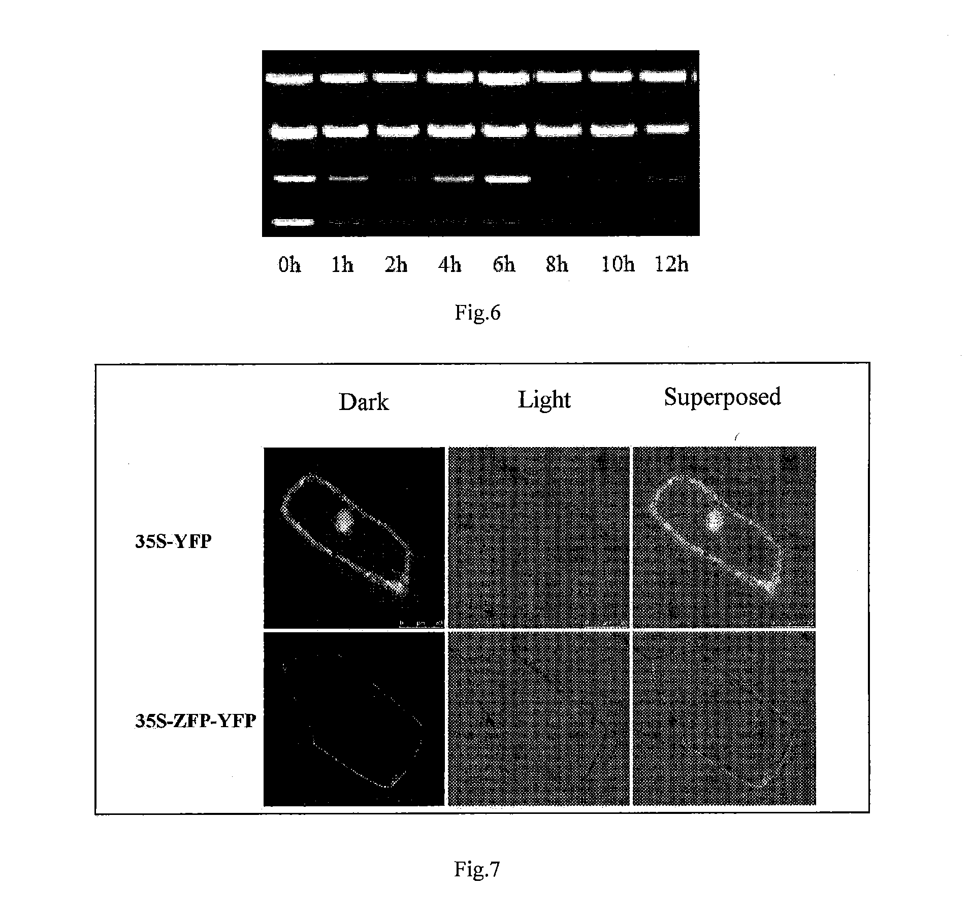 Heat-resistance rice gene oszfp, screening marker and separation method thereof