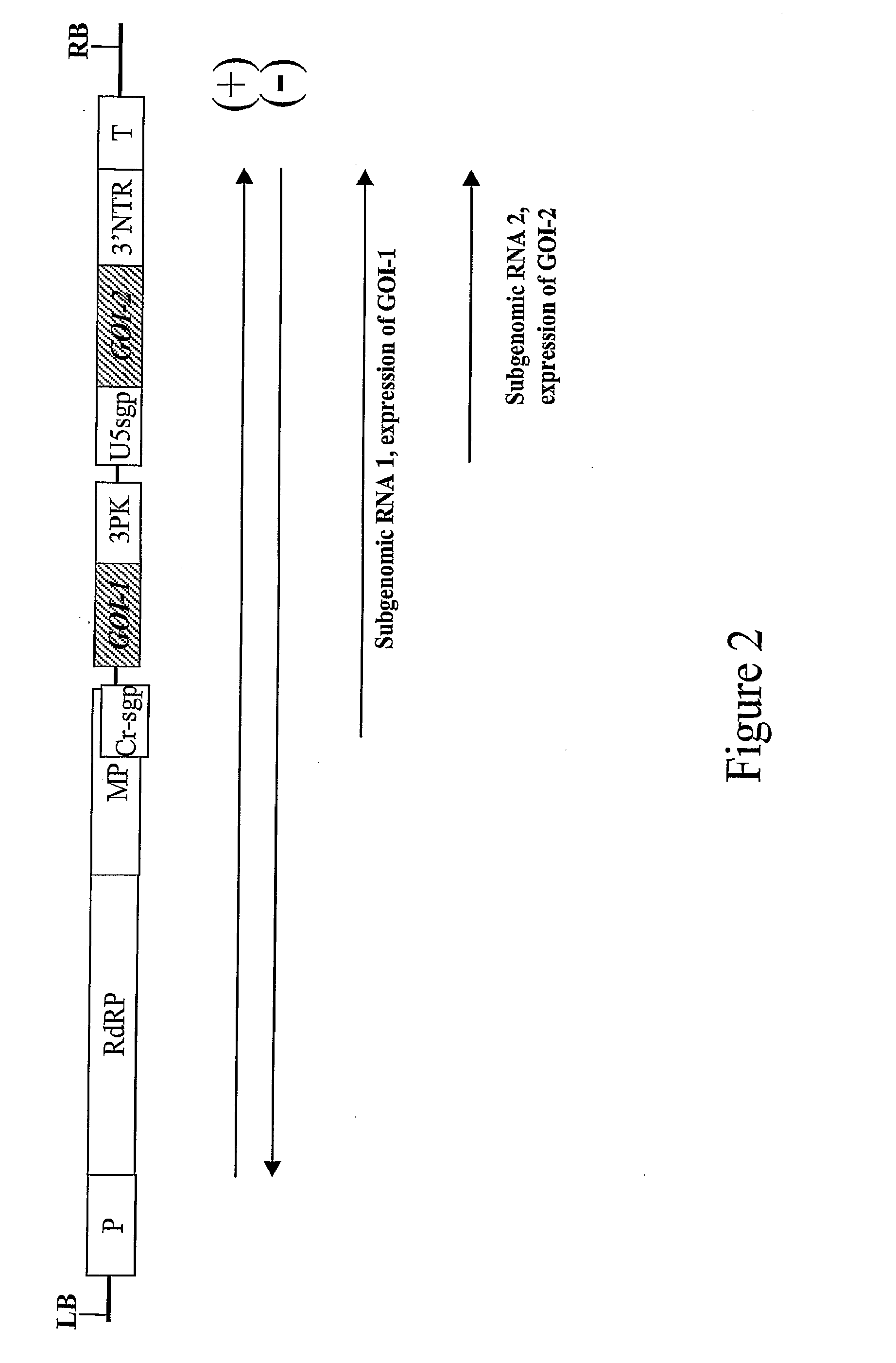 Productions of hetero-oligomeric proteins in plants