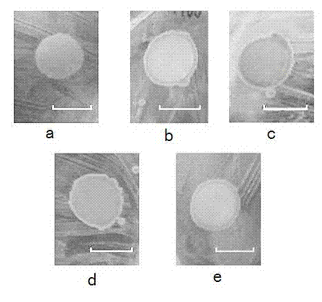 Kidney bean phytolectin applications in preparation of human drugs and drug composition thereof