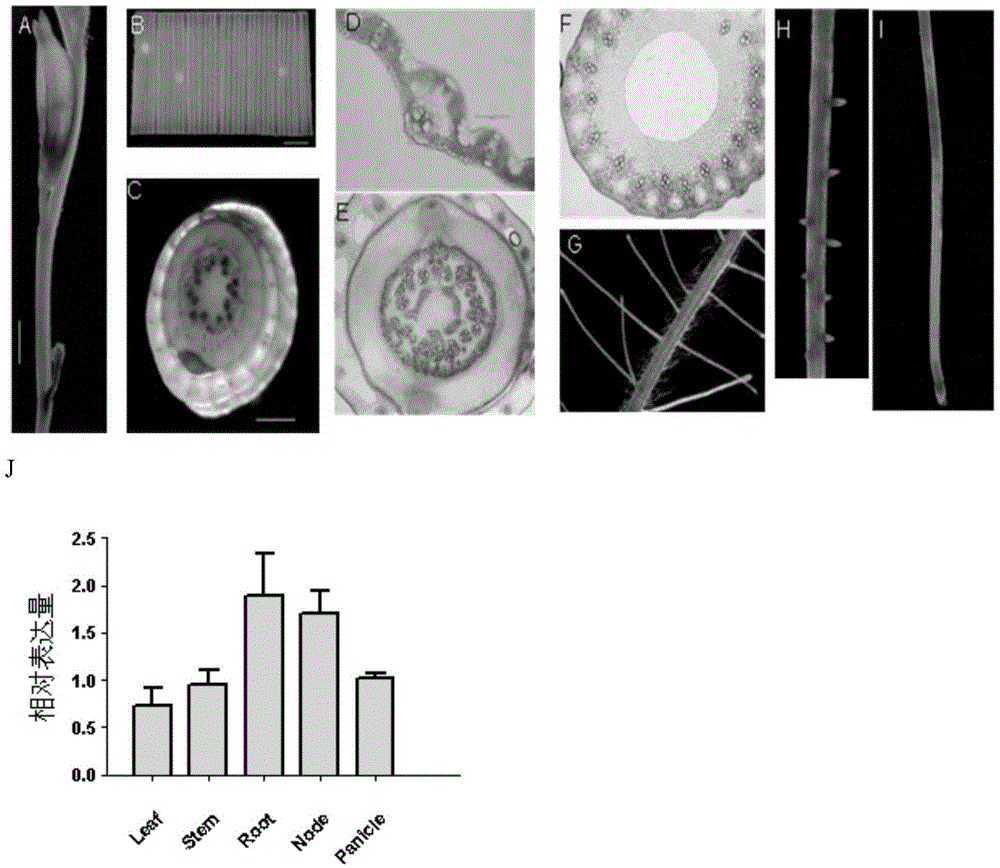 Application of OsRA1 (Oryza Sativa Root Agriculture 1) in improving root configuration and nutrient efficient breeding