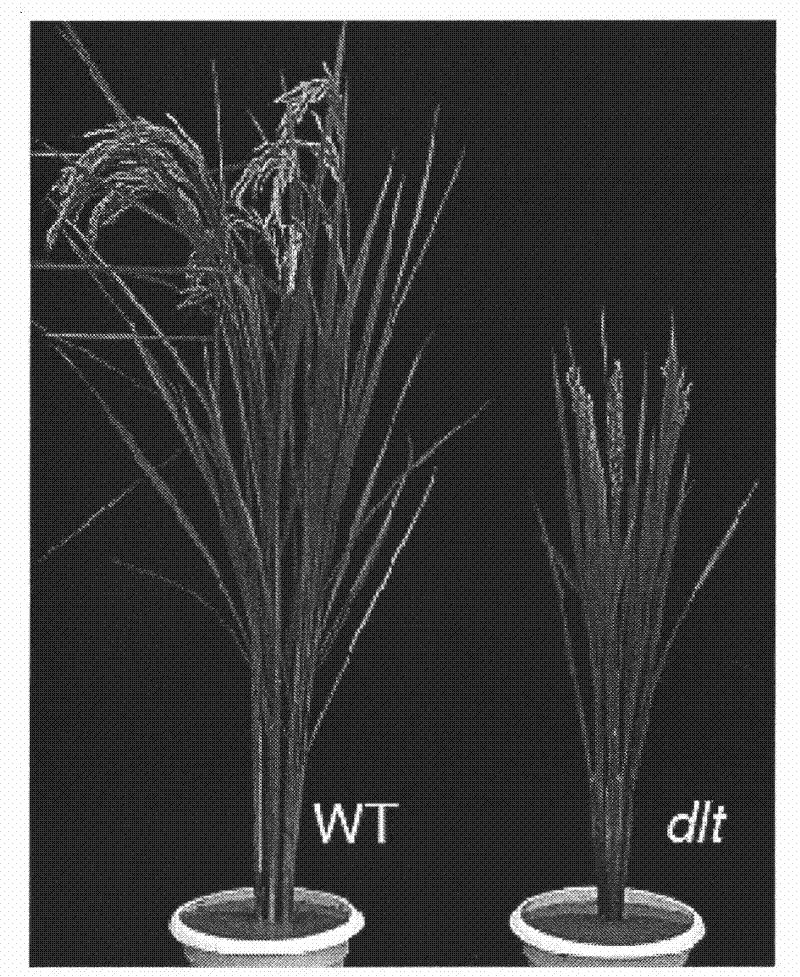 Protein related to plant tillering number and coding gene and application thereof