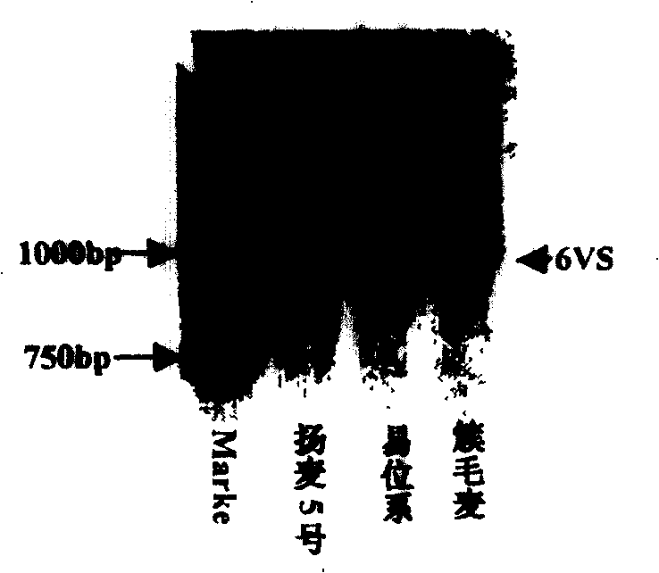 Cluster hair wheat-serine/threonine kinase gene and its coded protein