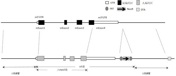 Construction method of IL-13 gene humanized non-human animal and application thereof