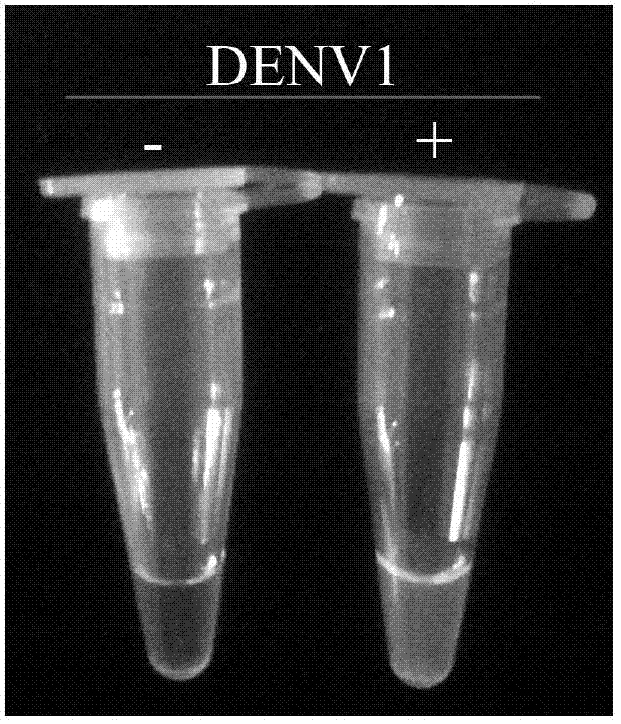 Primer group, kit and method for rapidly identifying 1 type dengue fever virus