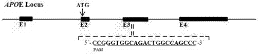 Method for preparing atherosclerosis disease canine model