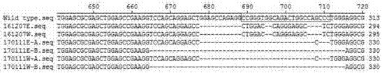 Method for preparing atherosclerosis disease canine model