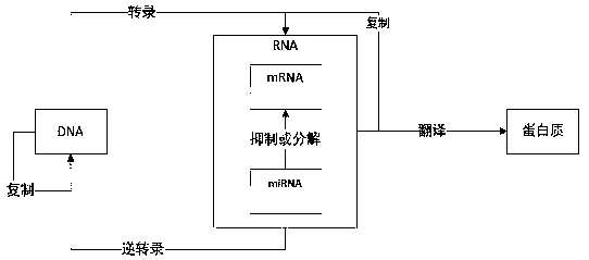 Prediction method of miRNA target genes based on convolutional neural network