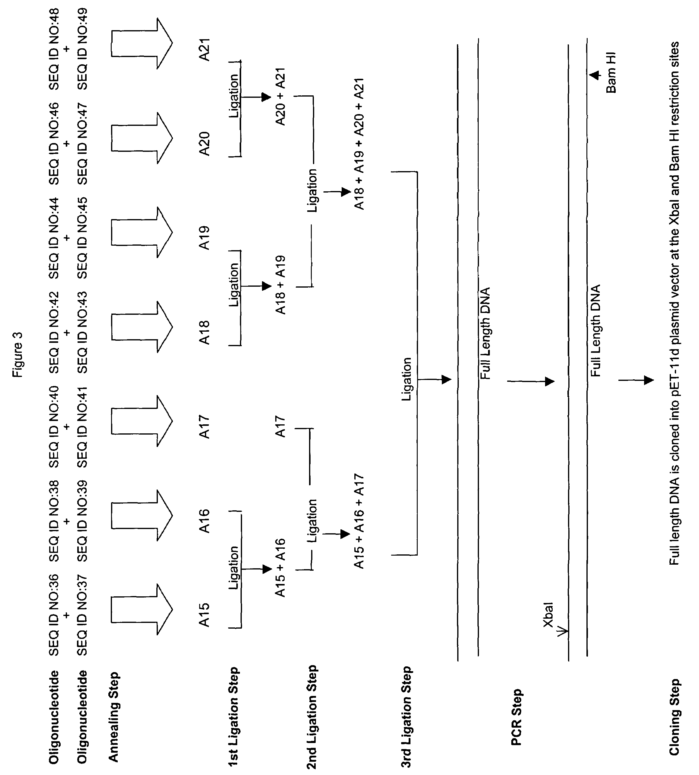 Ribonucleases and methods of making them recombinantly