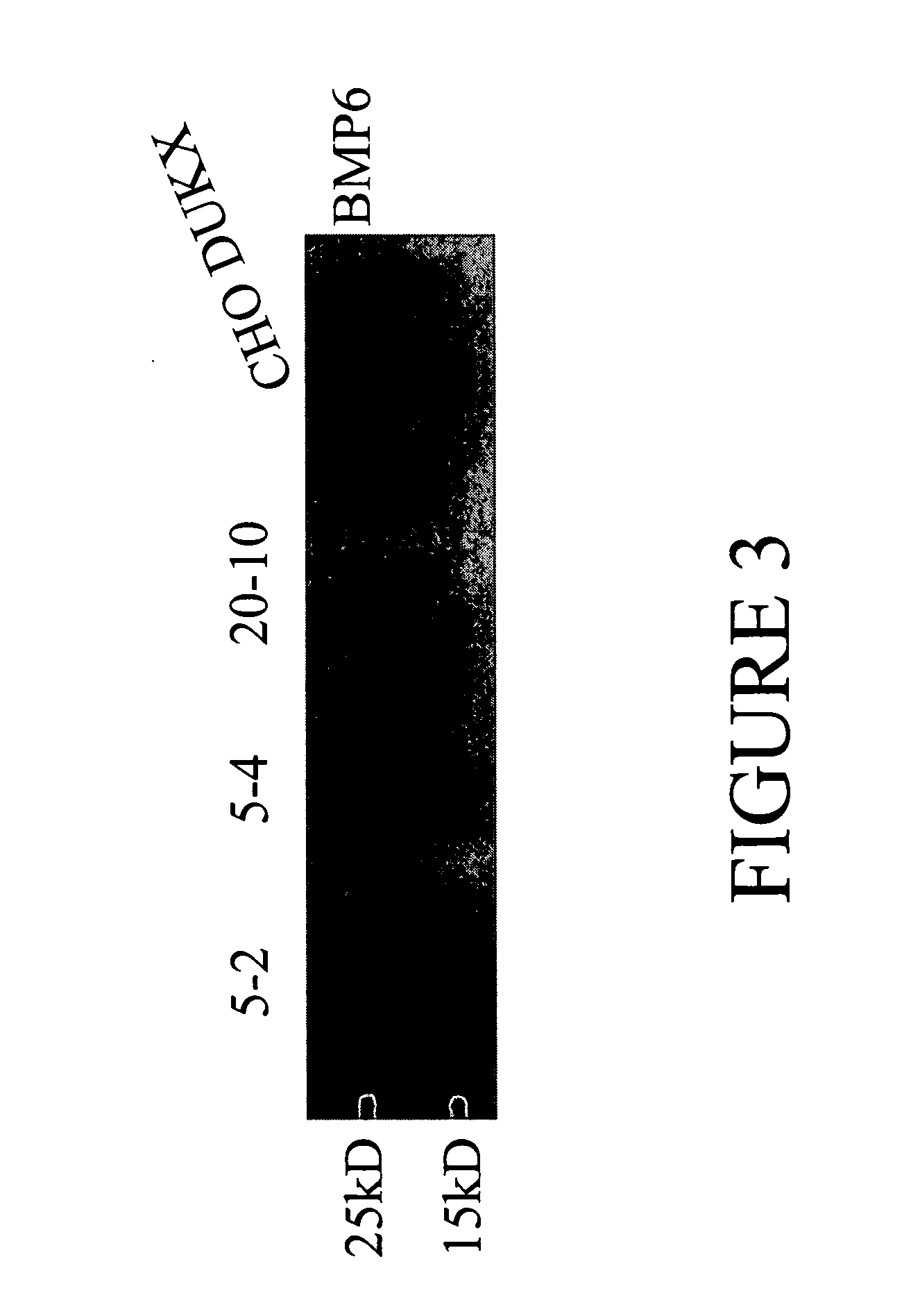 Systems and methods for protein production