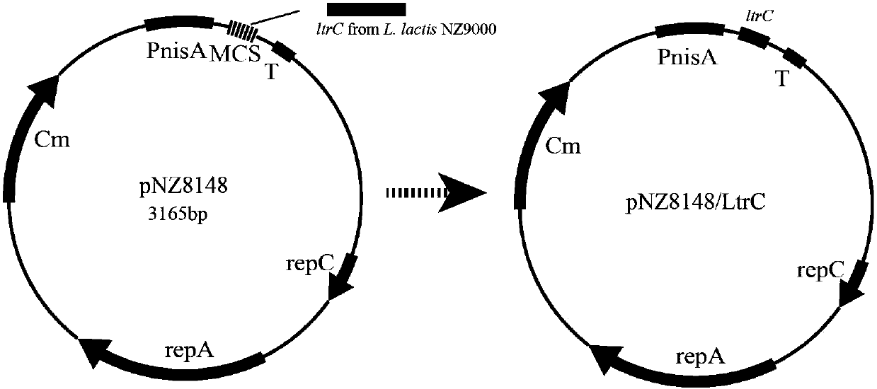 Acid stress resistant recombinant lactic acid bacteria and construction method thereof