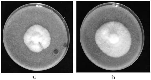 Sealing film used in microorganism culture experiment and manufacturing method thereof