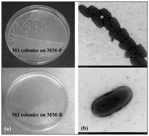 Ralstonia pickettii M1 strain and application thereof in degrading phenanthrene and biphenyl