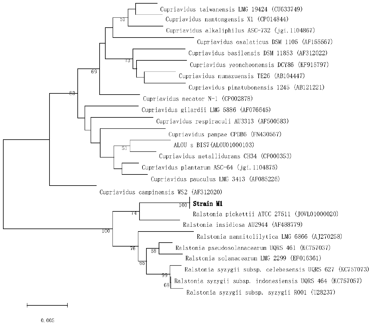 Ralstonia pickettii M1 strain and application thereof in degrading phenanthrene and biphenyl