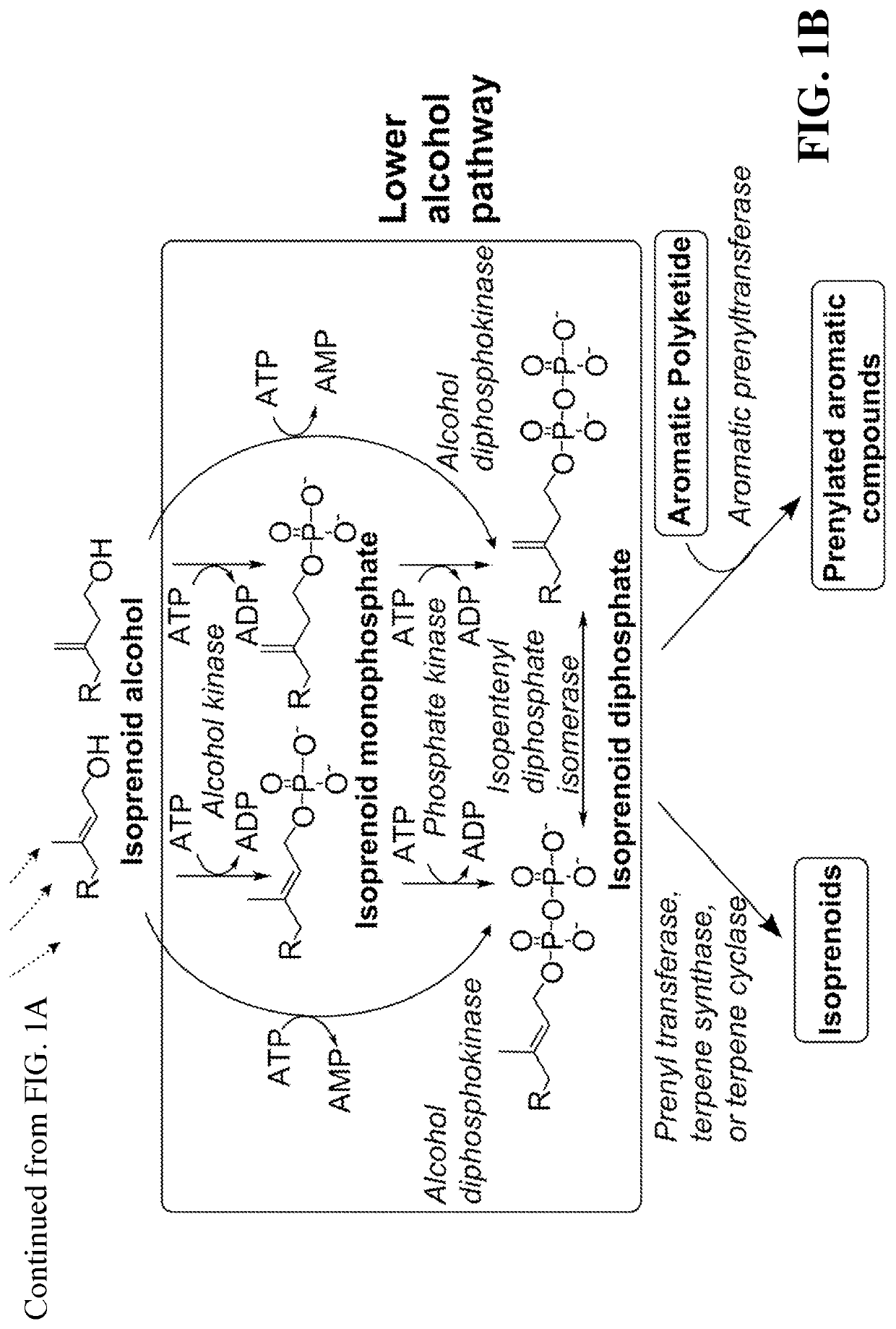 Synthesis of isoprenoids and derivatives