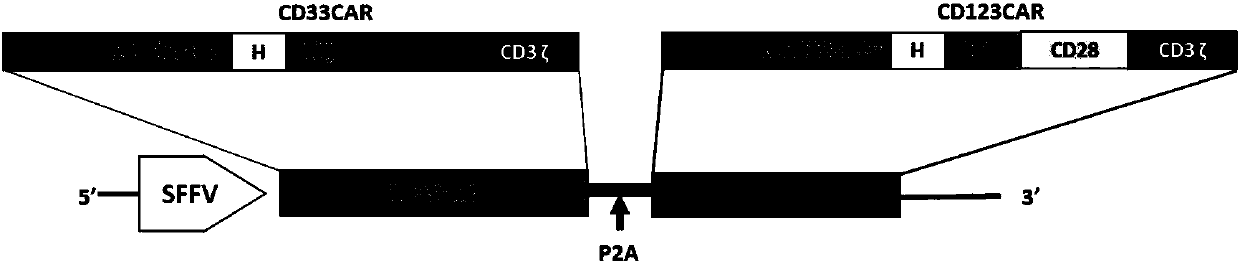 CHIMERIC ANTIGEN RECEPTORS (CARs), COMPOSITIONS AND METHODS OF USE THEREOF