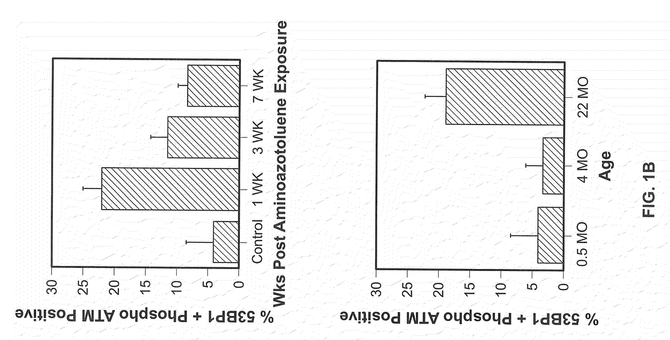 Methods for determining aged based accumulation of senescent cells using senescence specific DNA damage markers