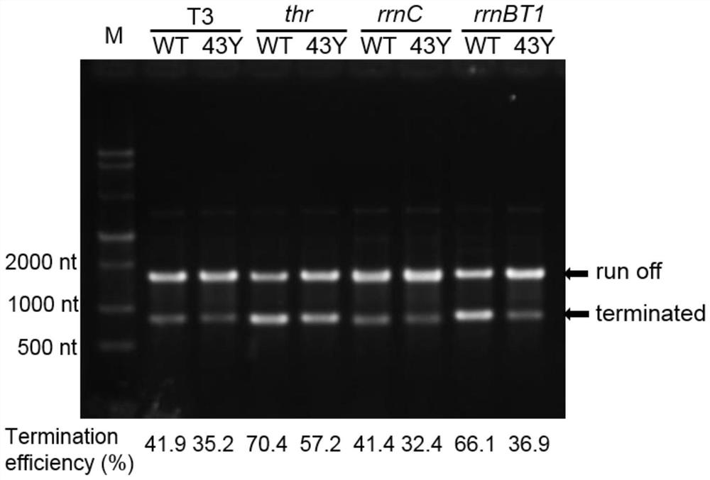 T7-RNA polymerase mutant and application thereof