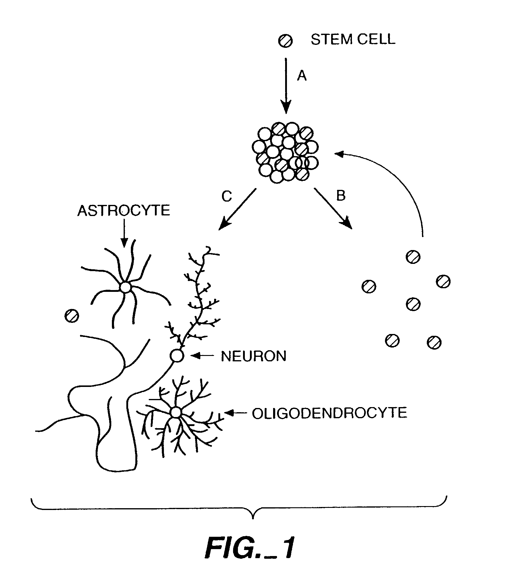 Methods of screening biological agents