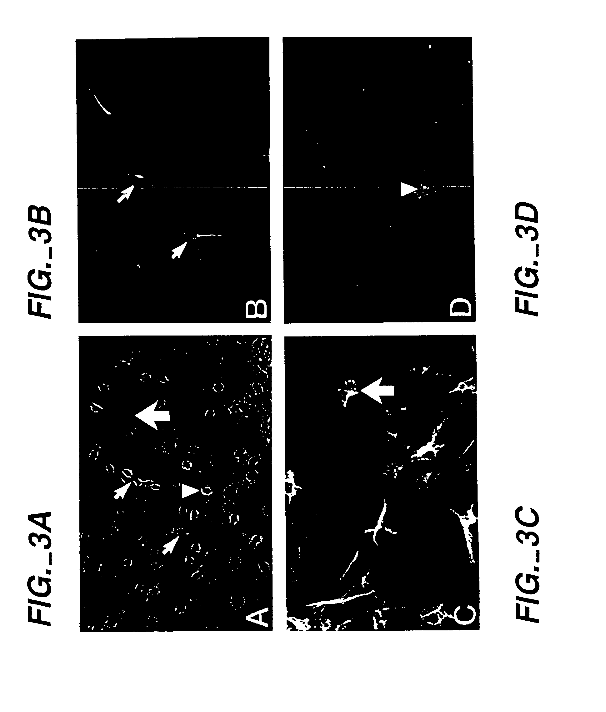 Methods of screening biological agents