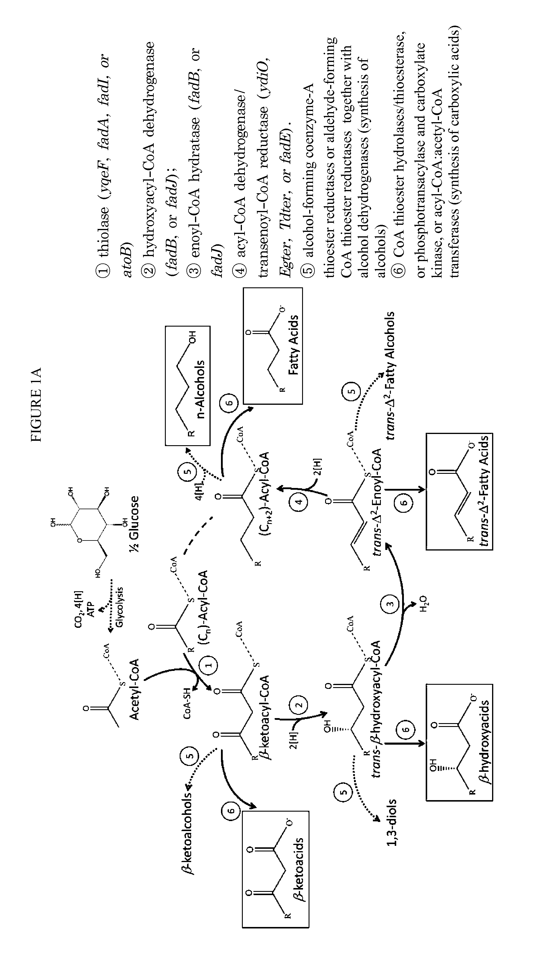 Reverse beta oxidation pathway