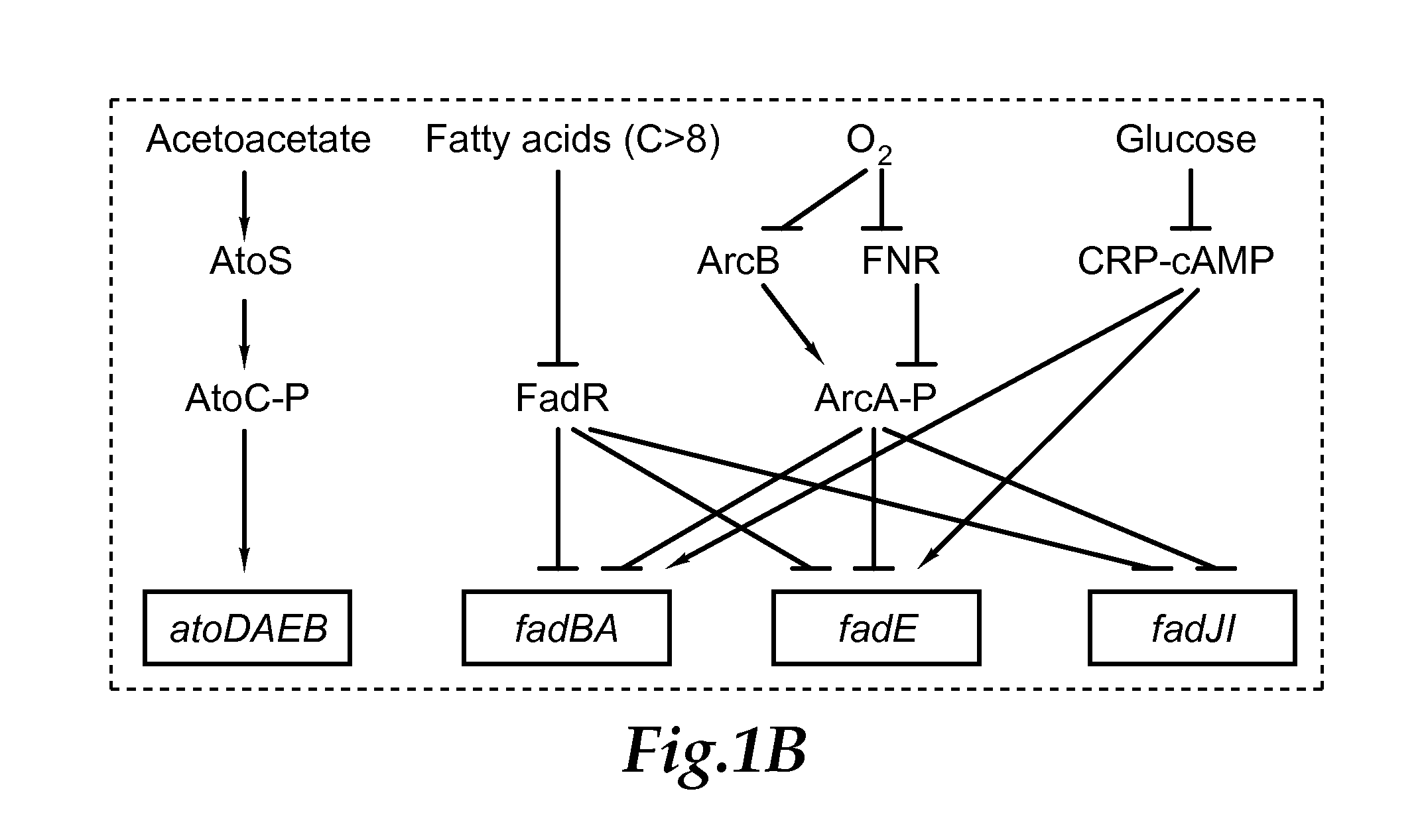 Reverse beta oxidation pathway