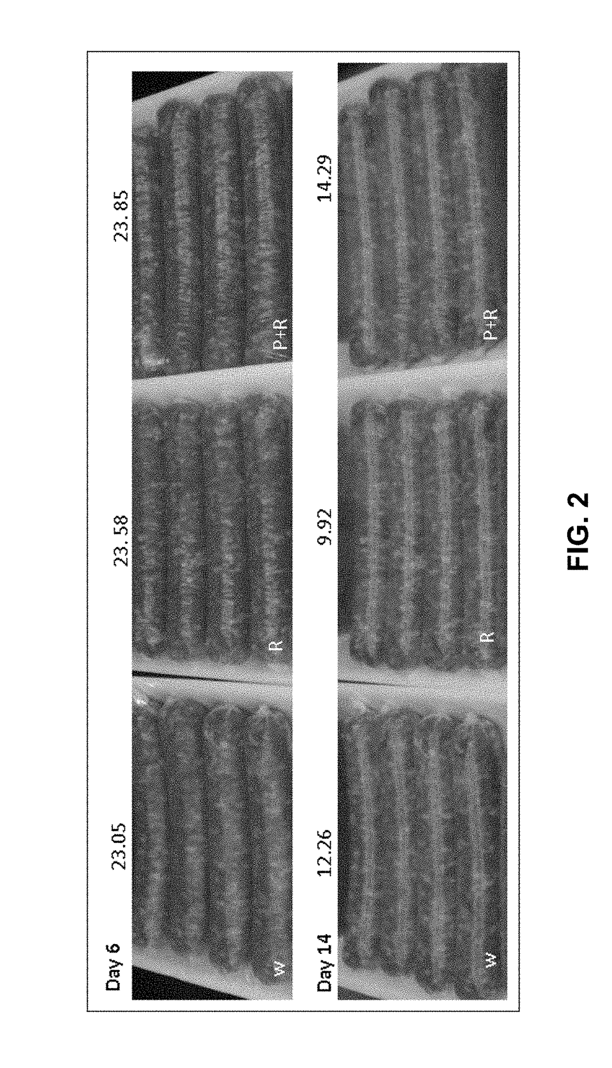 Rosemary/phospholipase compositions and methods of preserving muscle tissue