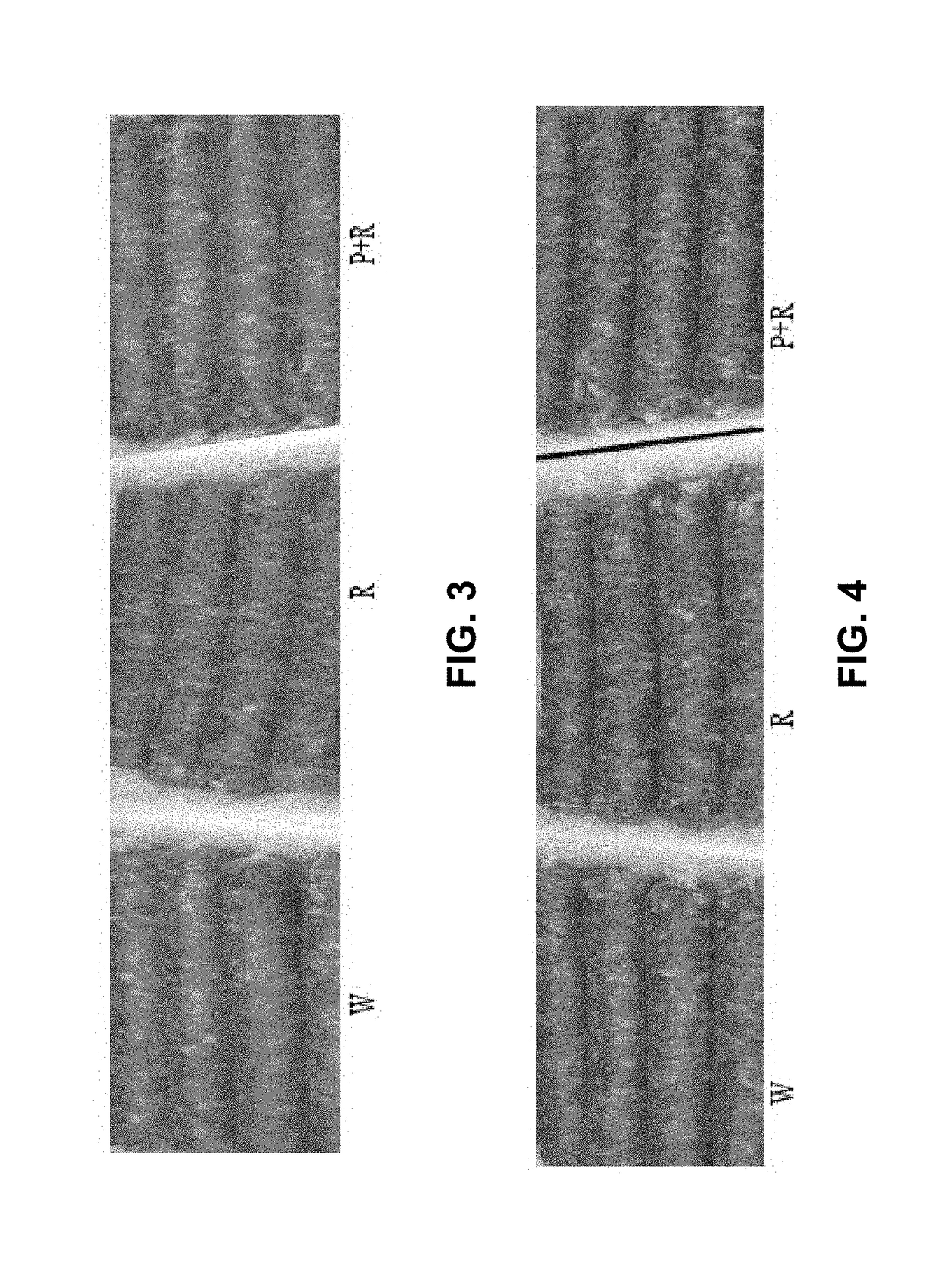 Rosemary/phospholipase compositions and methods of preserving muscle tissue