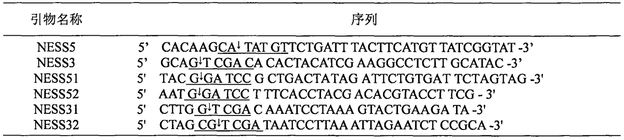 NESS1-A gene having high deodorization ability on lactating cow excrement of bombina orientalis intestinal bacillus expression proteins