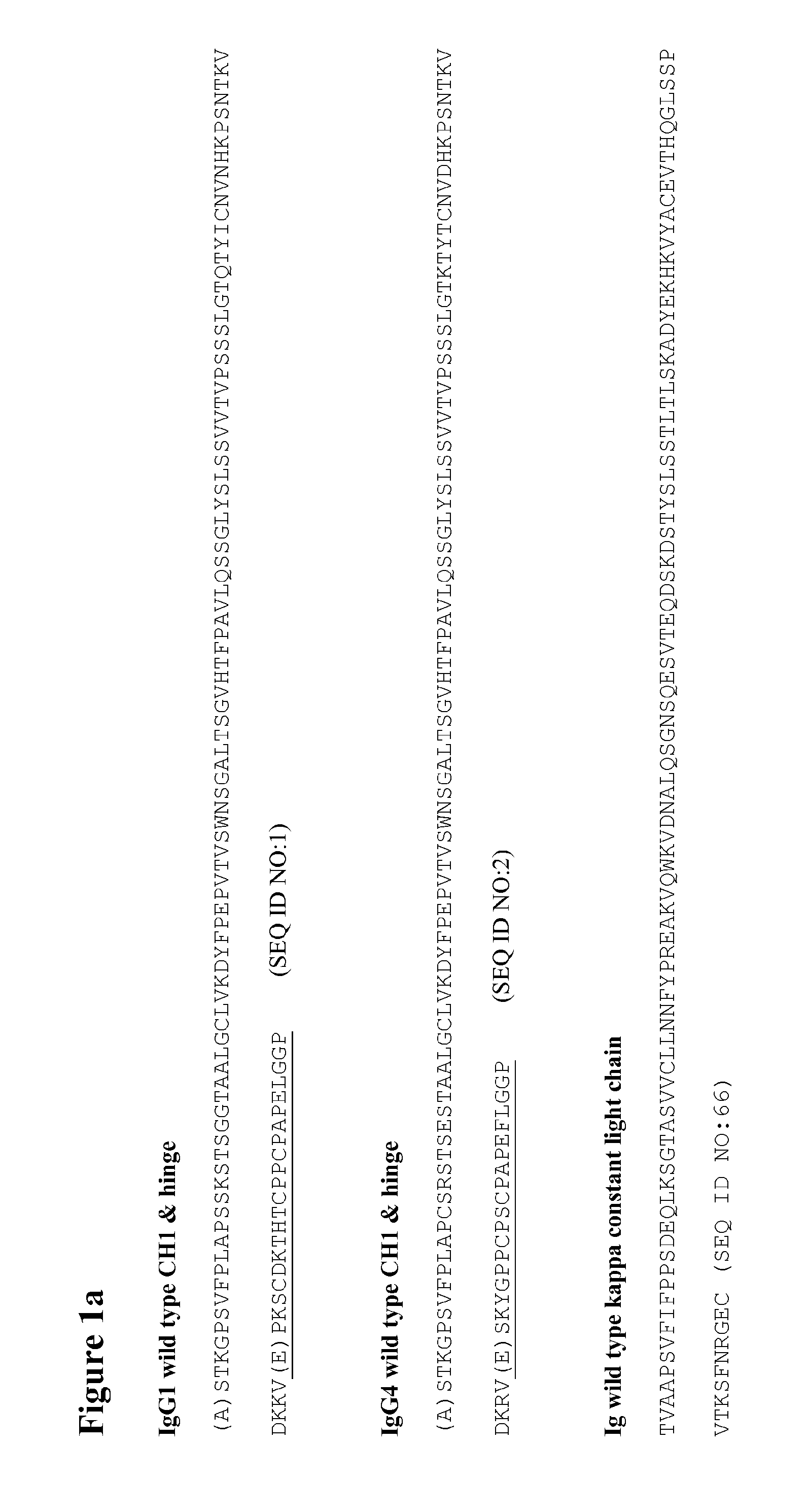 Antibodies of the Class IGG4