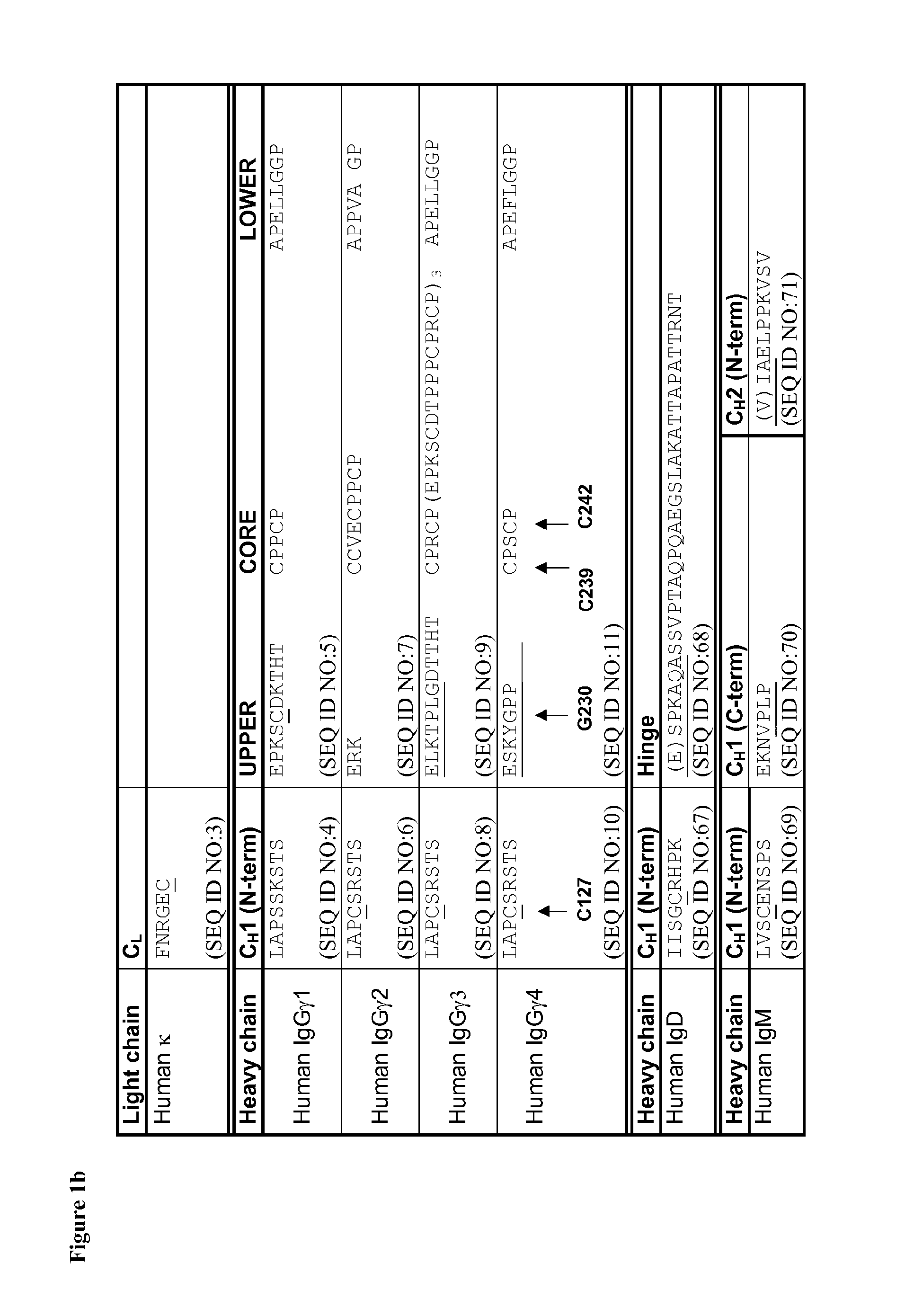 Antibodies of the Class IGG4