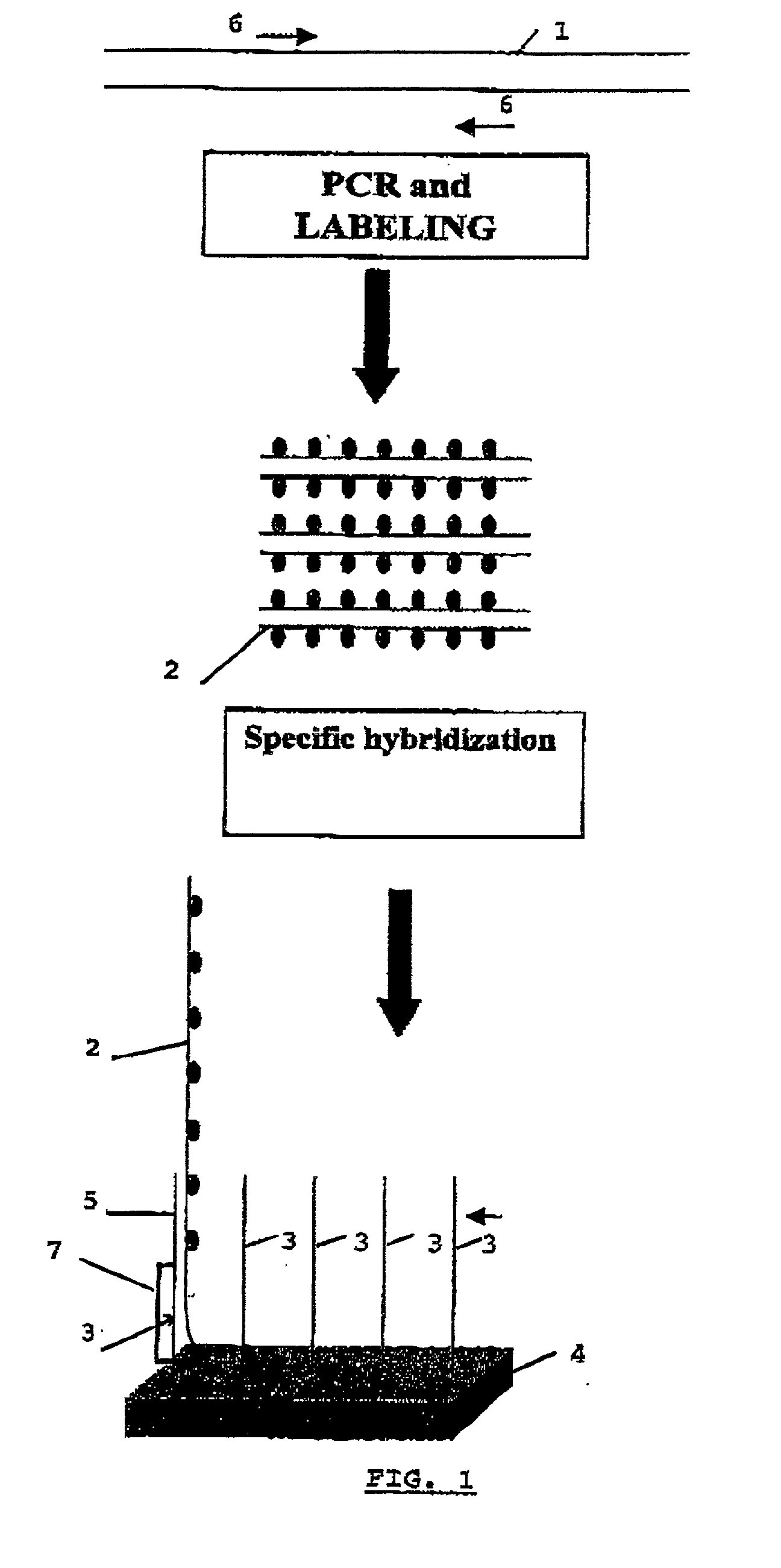 Identification of biological (micro) organisms by detection of their homologous nucleotide sequences on arrays