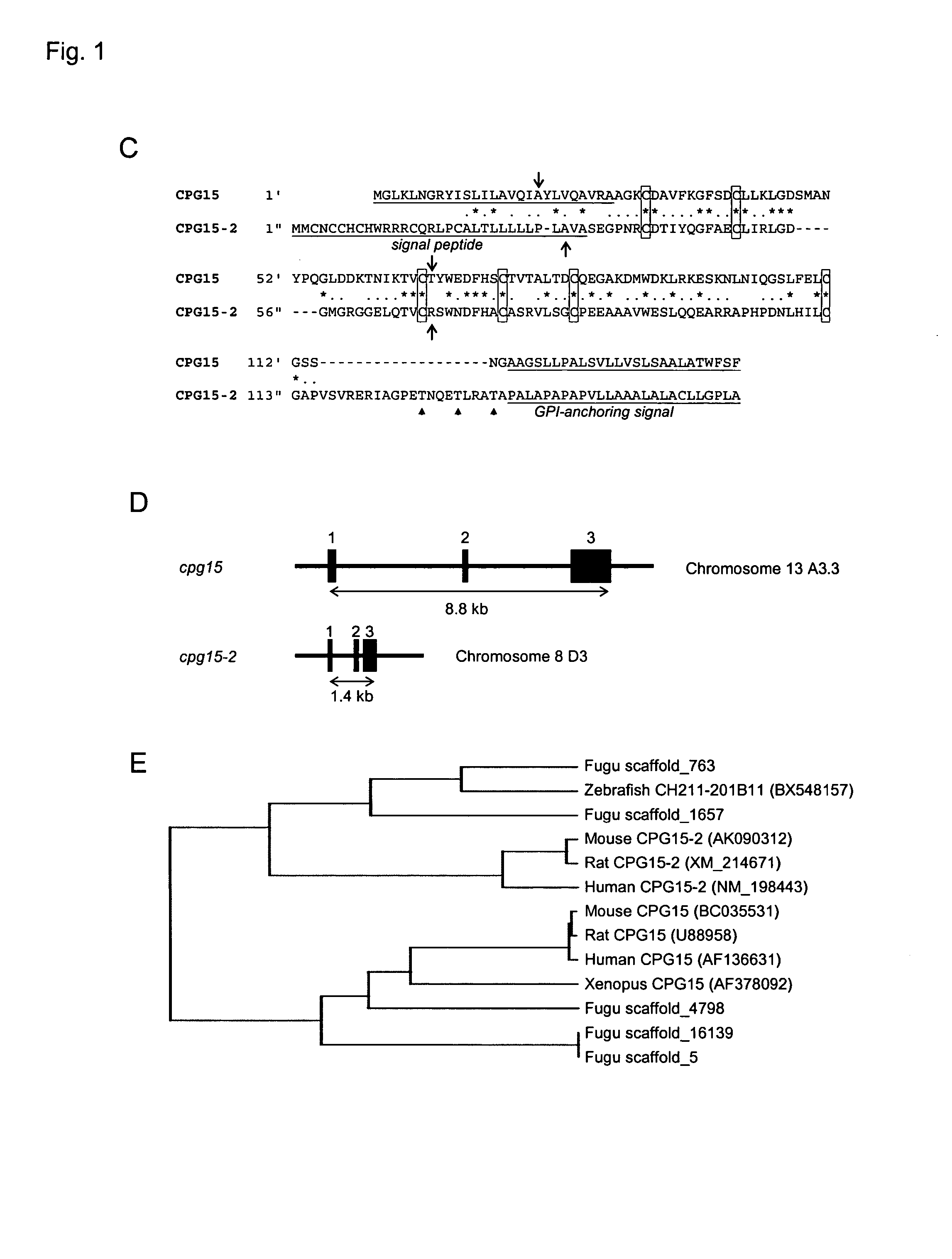 Methods and compositions for CPG15-2